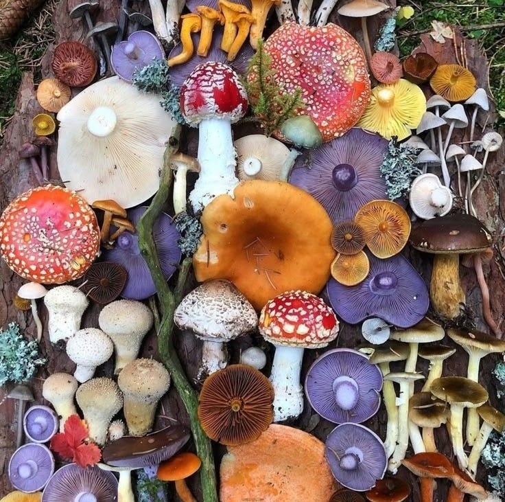 This may contain: many different types of mushrooms on the ground