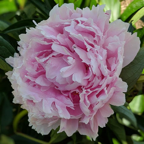 Peony Sara Bernhardt, Peony The Whopper, Peony The Fawn
