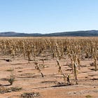 WANDILE SIHLOBO | Gaan die El Niño-droogte voedselpryse in Suid-Afrika opstoot?