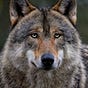 Móðúlfr hinn börr's avatar