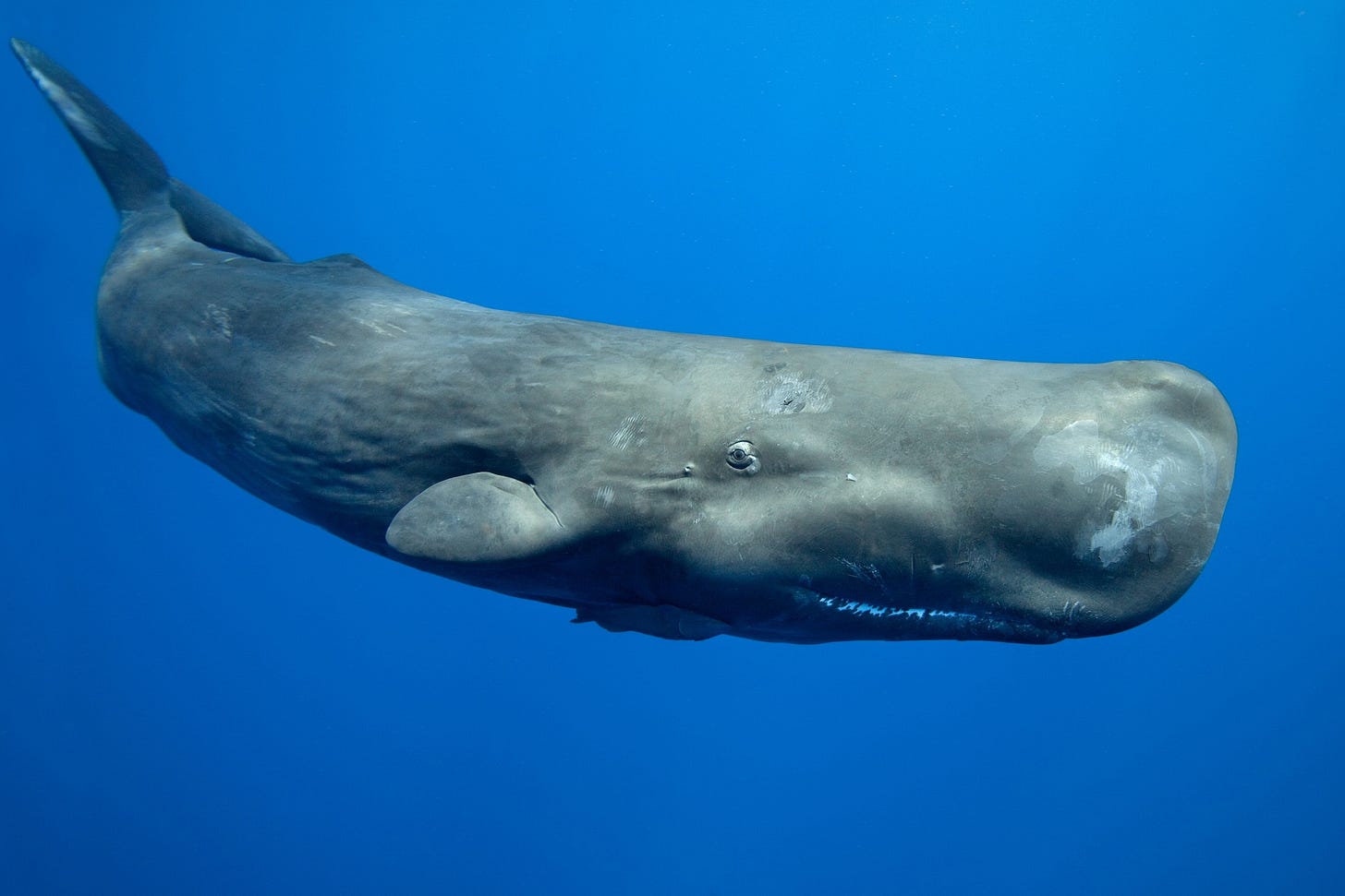 Sperm whale guide: where they live, what they eat and why they are called sperm  whales - Discover Wildlife