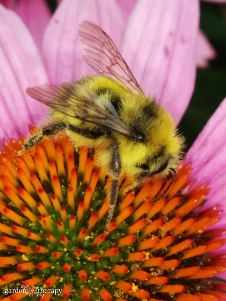 bee on flower bee on flower