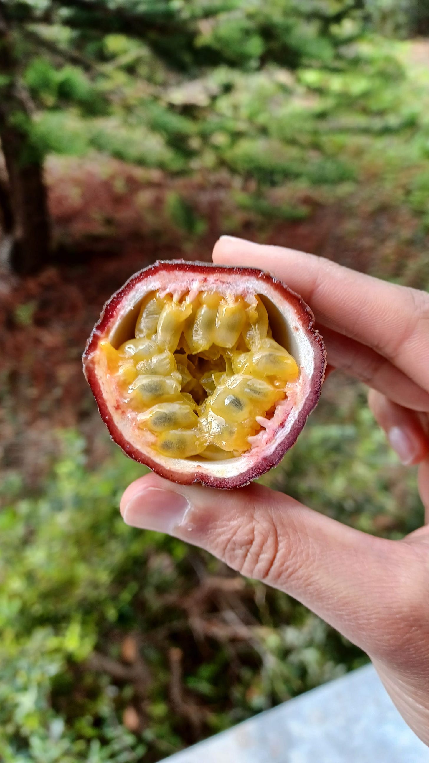 Madeira - A 6 Day Guide