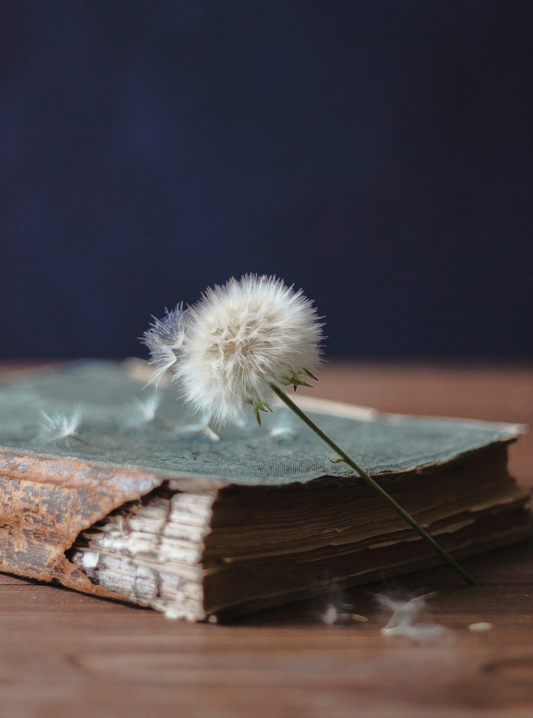 white dandelion on brown wooden surface white dandelion on brown wooden surface