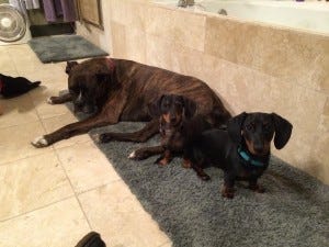 3Dogs 3Dogs