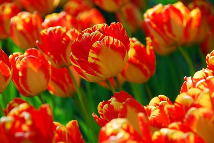 The Banja Luka Tulip
