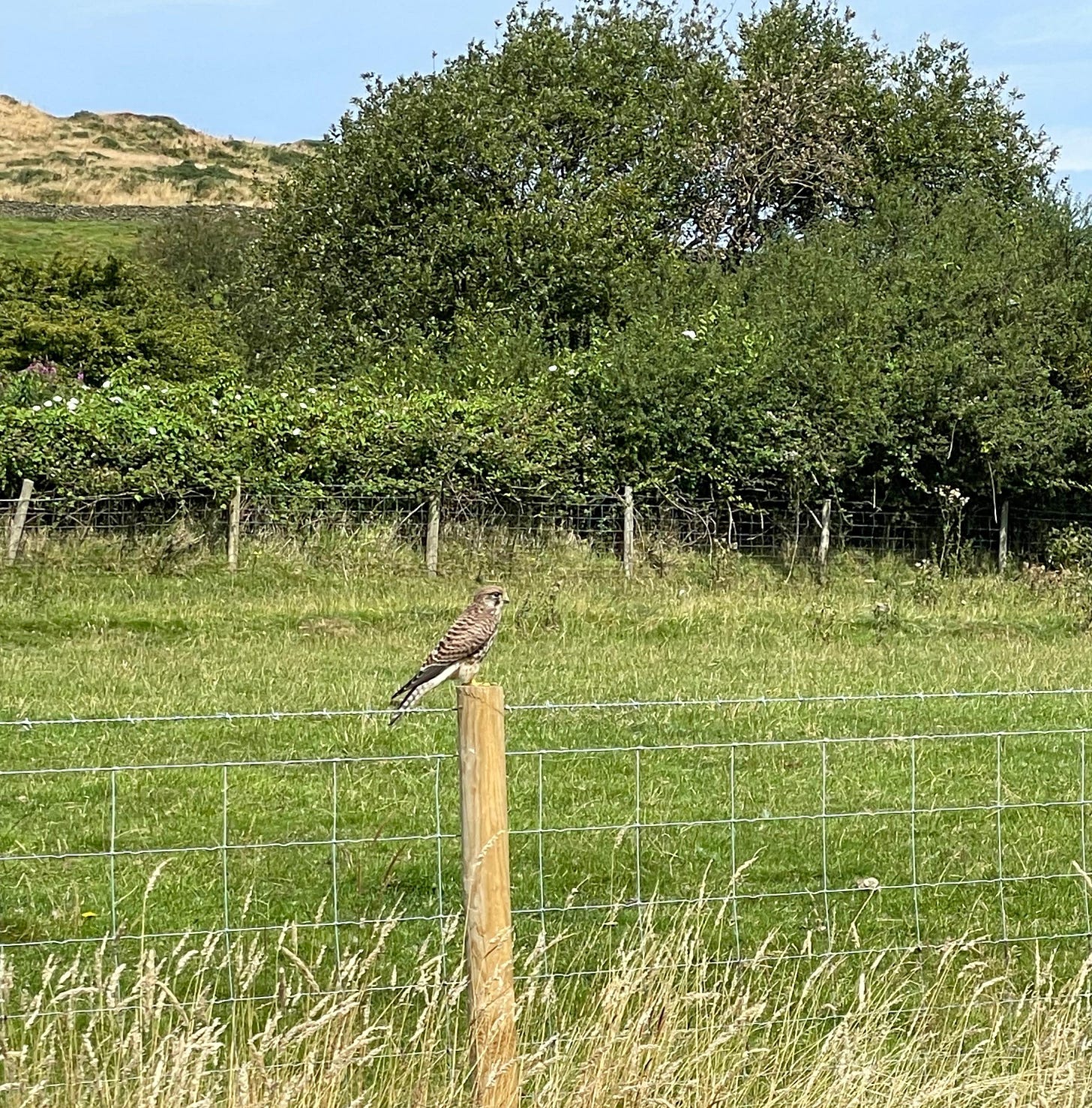 A sparrowhawk sitting on a wooden fence post, a field and trees in the background