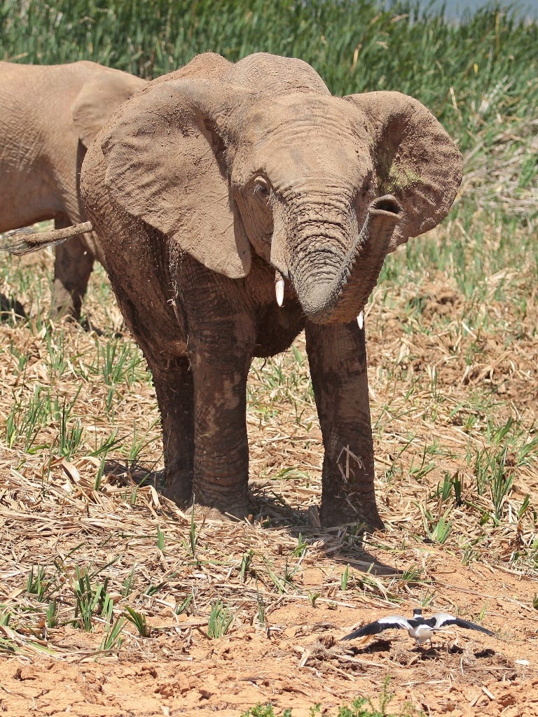 Elephant and a bird face off Elephant and a bird face off