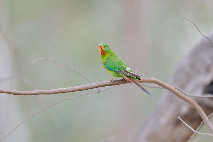 Critically endangered Swift Parrot