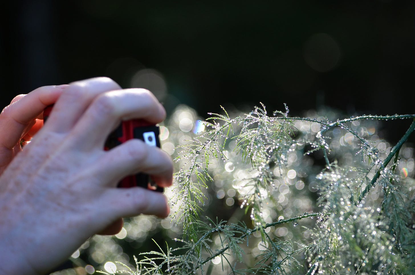 Taking a close-up of sparkling asparagus fronds.