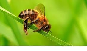 Do bees do well in a bluegum forest?