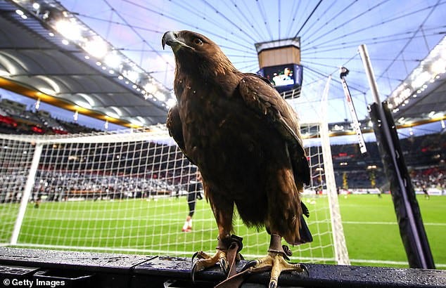 The Frankfurt eagle is denied a return to the Bundesliga - KOHA.net