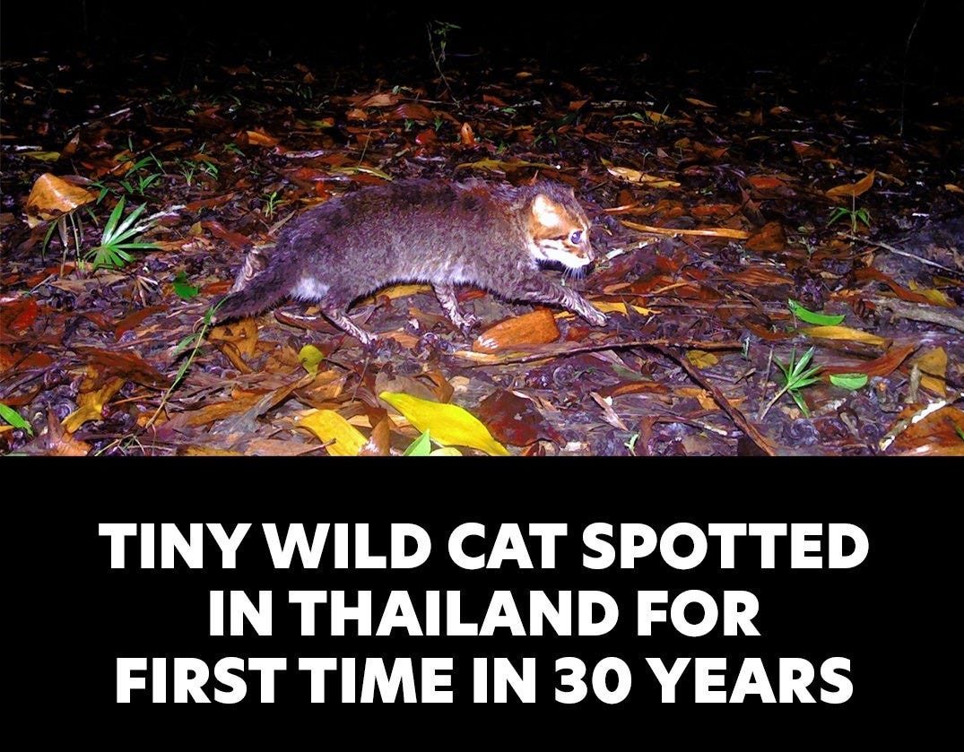 The wild flat-headed cat had been classified as Endangered and “possibly  extinct” in Thailand. https://t.co/iP6QVZzymk