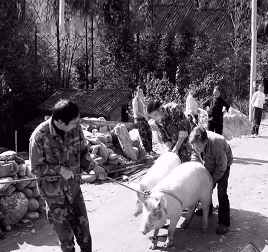 Palo de Seguridad para Ganado,Animal Electric Prod Hot Shock GanaderíA  Granja Cerdo Ganado Seguridad Choque Prodder para Vaca Cerdo Ganado Cabras  y ...