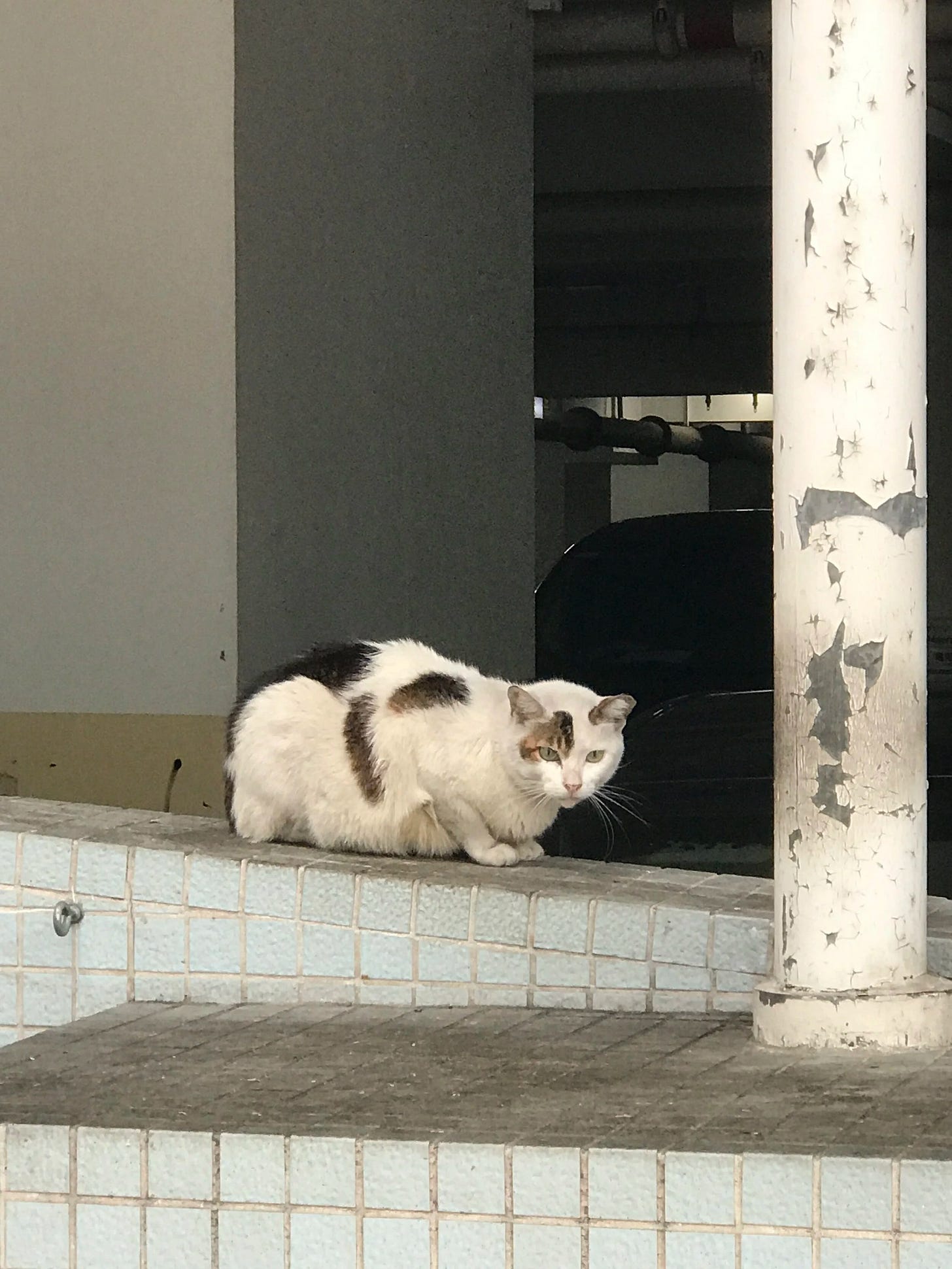  Stray cat spotted at the parking garage at Cheung Wang Estate 