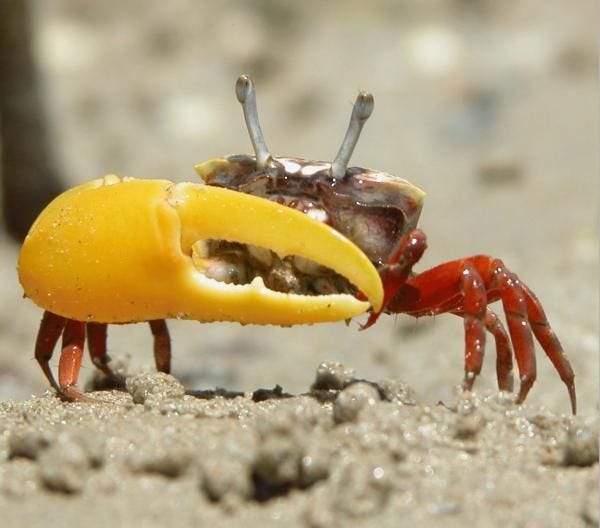 Male Fiddler Crabs Don't Know What Female Fiddler Crabs Want | IFLScience
