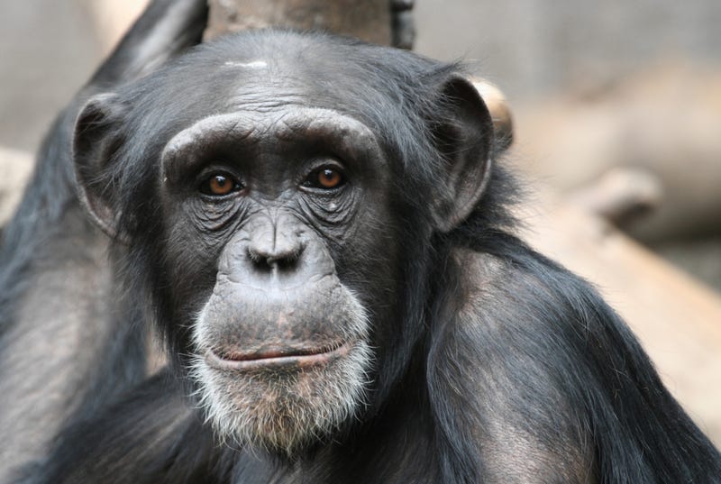 Brainy primates on the barbecue along with everyone else