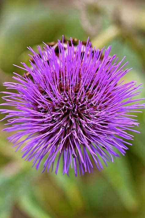 Le Manoir aux Quat’Saisons, August 2011.