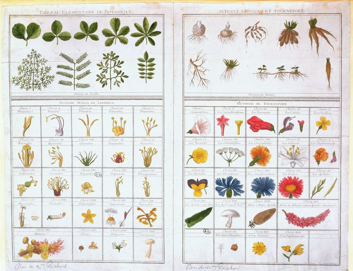 Botanical table after Carl von Linne and Joseph Pitton de Tournefort, late 18th century by French School