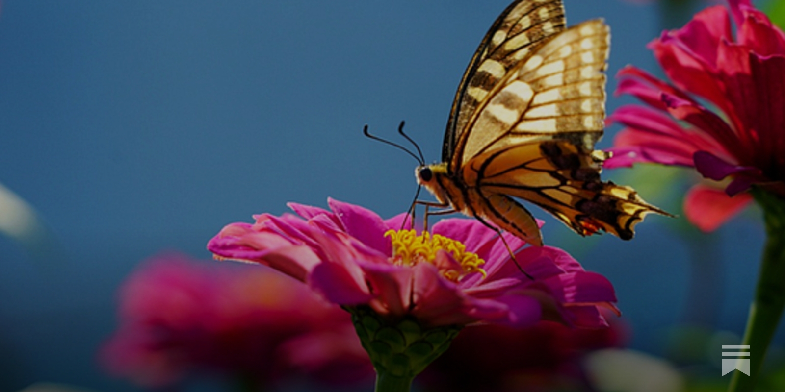 Q&A: How can I block websites from asking to send me notifications?