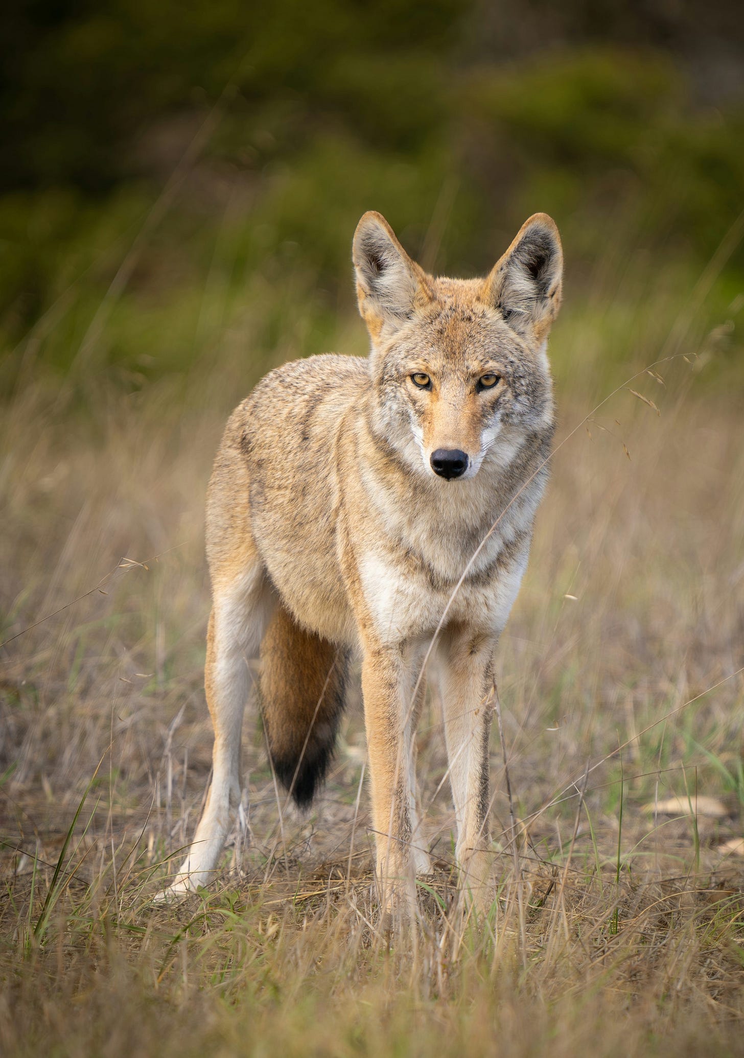 a lone wolf standing in a field of tall grass