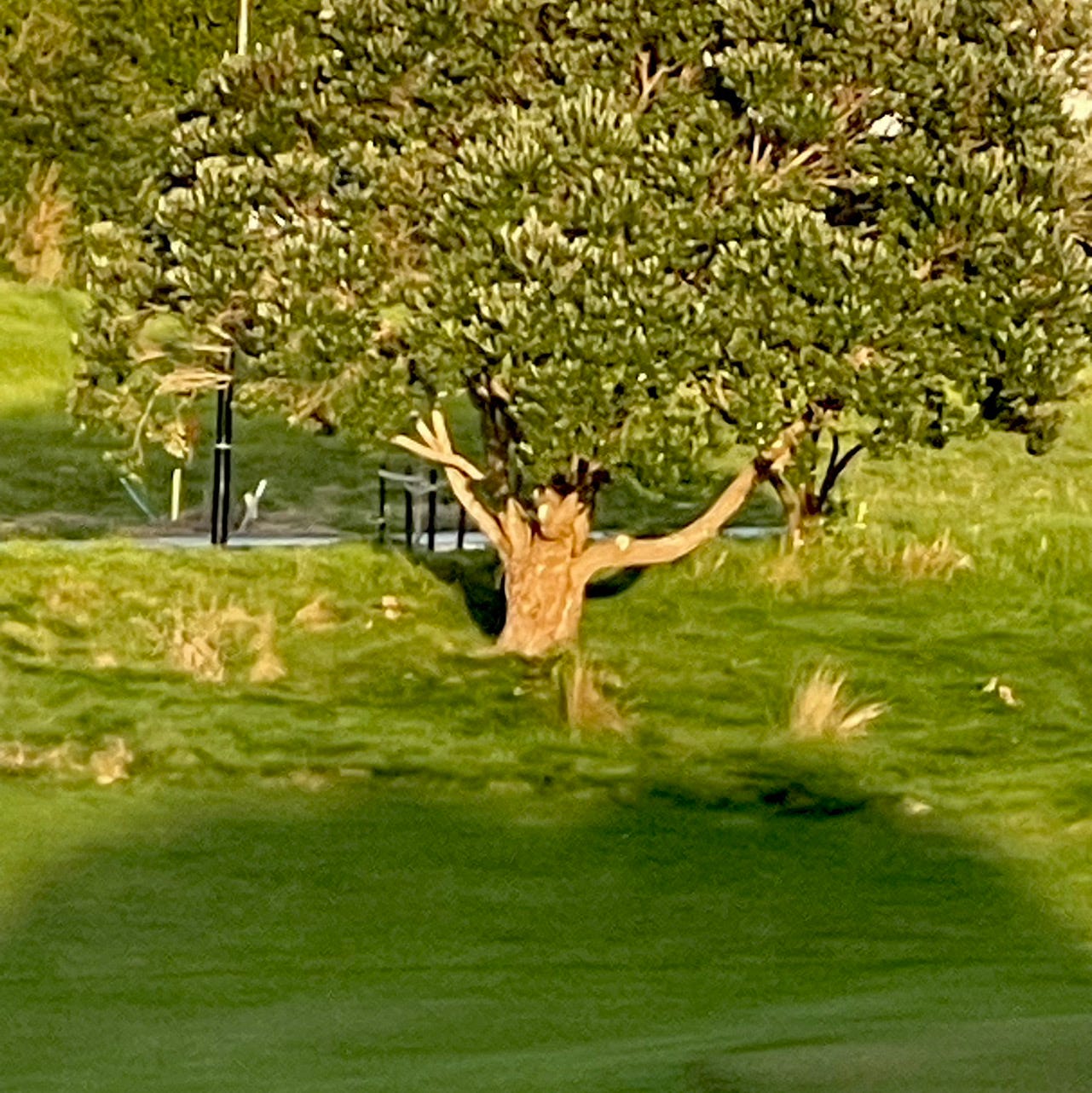 Anna Maslow van der Plank