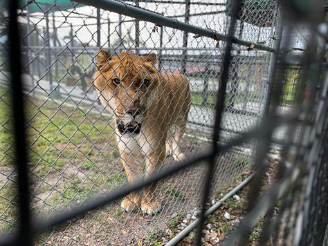 liger, tiger, lion, bear, peacock, wallaby, animals, pens