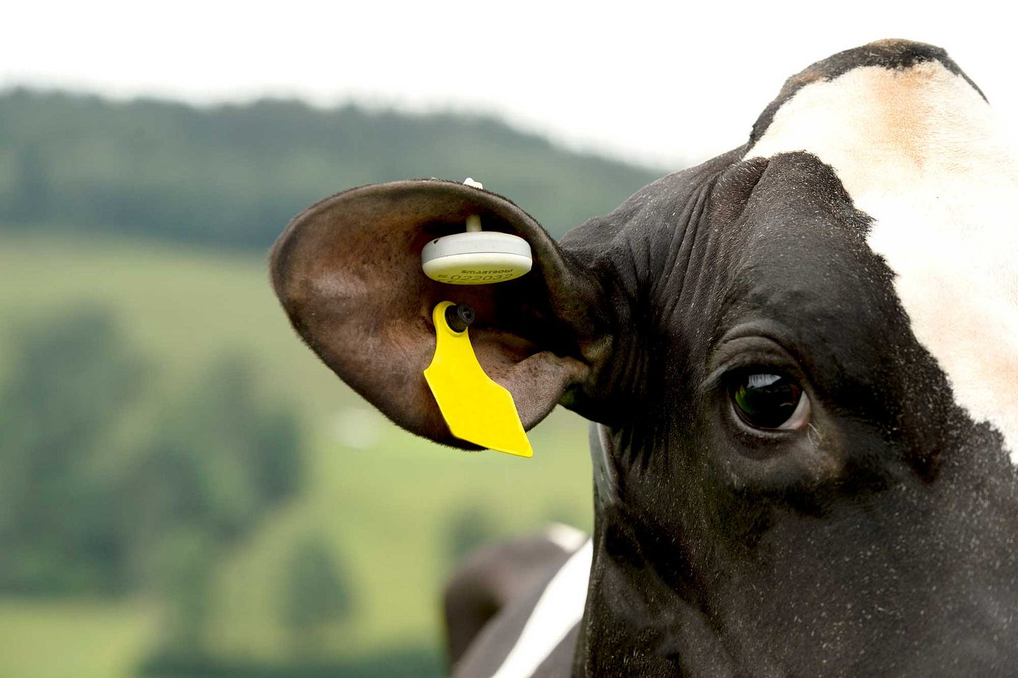 Zoetis presents SmartBow cow monitoring system at EuroTier in Hanover | The  Cattle Site