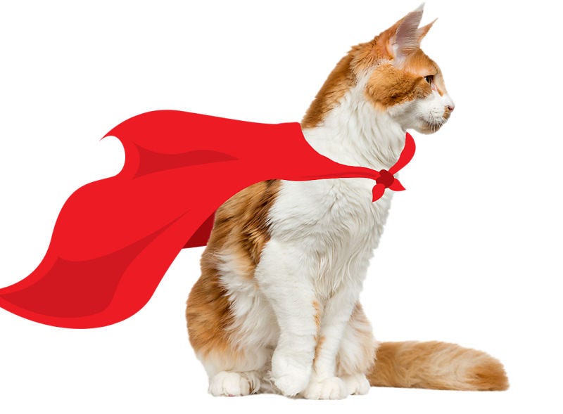 cat cape contest Archives - The Purrington Post