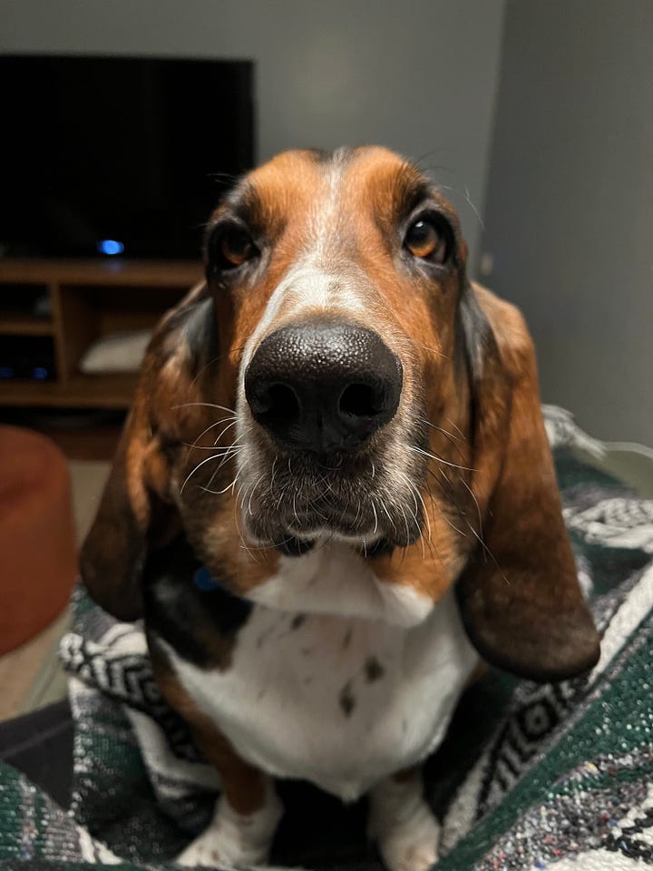 Two photos of a basset hound, side-by-side, one in which he's awake and looking just to the left of the camera, one in which he's struggling to keep his eyes open