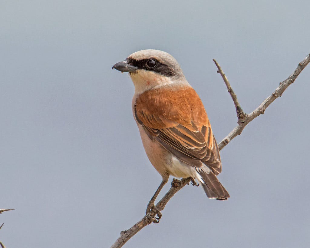 A Red-Backed Shrike