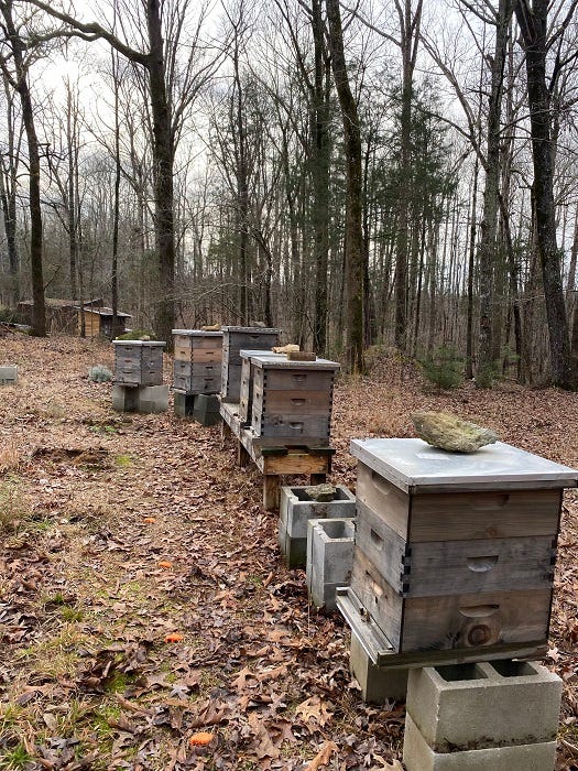 a line of honey bee hives on wood and cinderblock stands a line of honey bee hives on wood and cinderblock stands