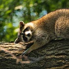 Trump Epstein Files Are LOOK OVER THERE IT'S MLK JR!