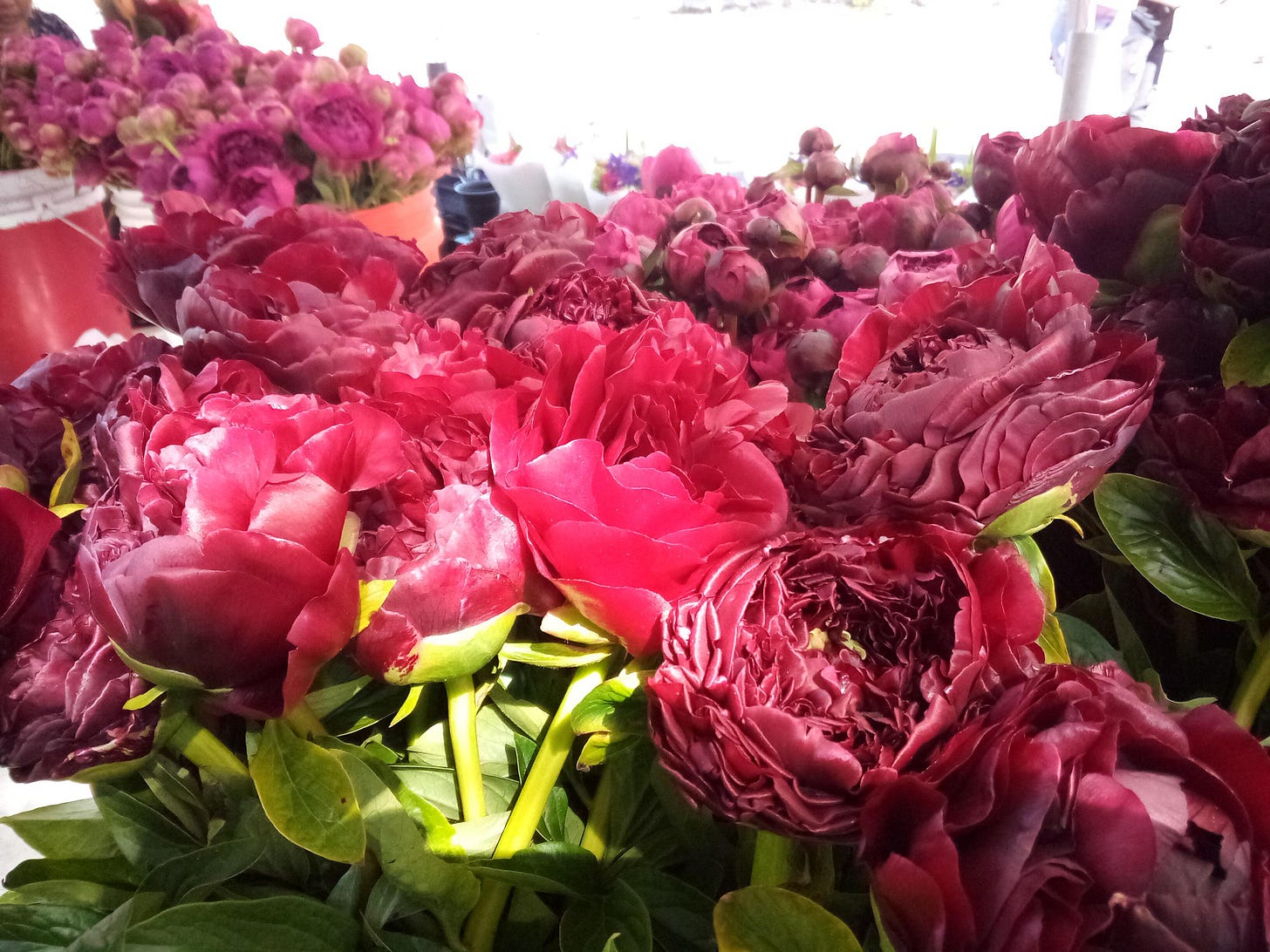 dark red peonies at a flower stall