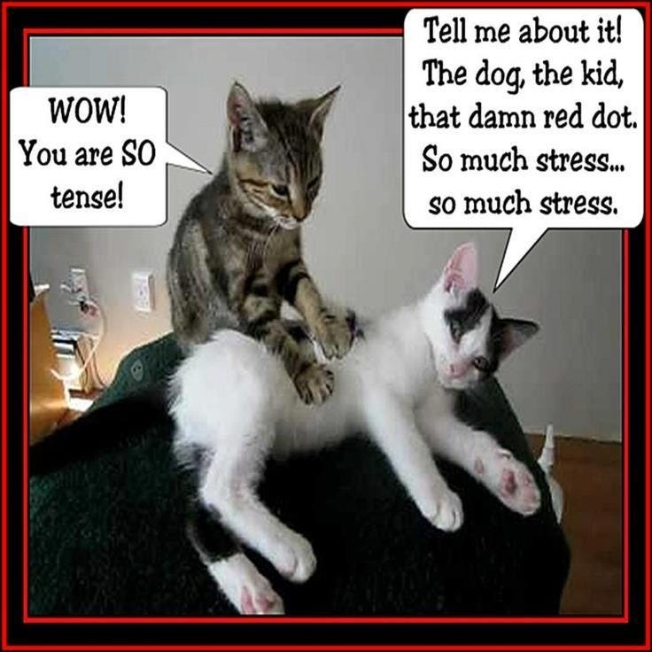 so much stress | Massage funny, Cat massage, Funny cute memes so much stress | Massage funny, Cat massage, Funny cute memes