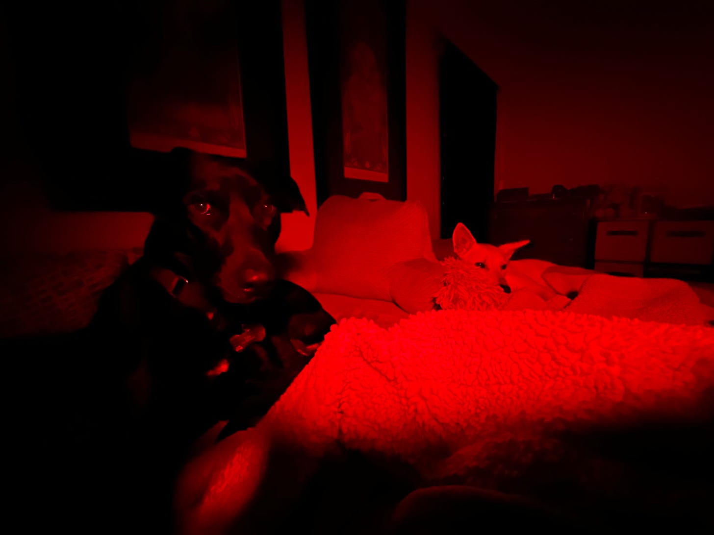 Uša, a black dog, looks directly into the camera while Bea snoozes, both on my bed at night, bathed in red light.
