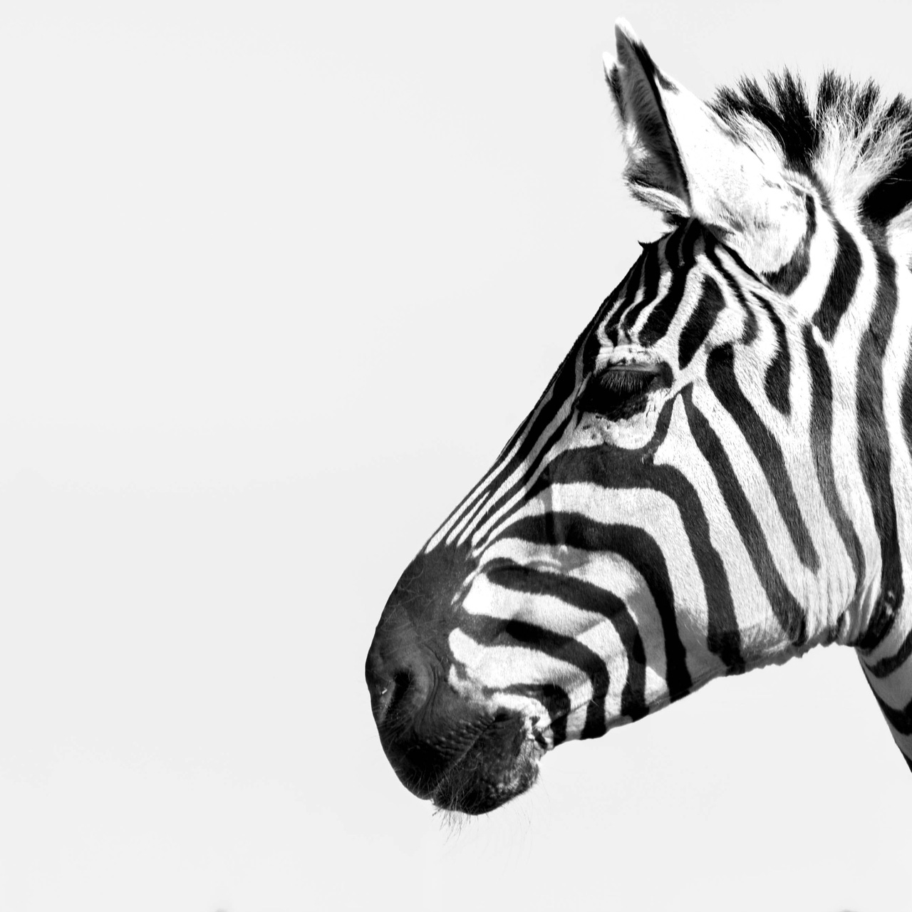 Horse Among Zebras
