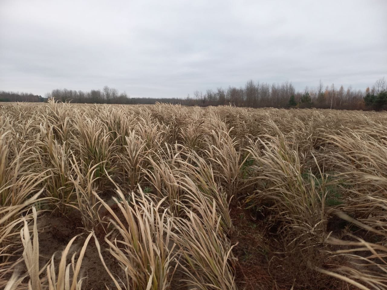 Плантації міскантусу. Фото надане співрозмовниками