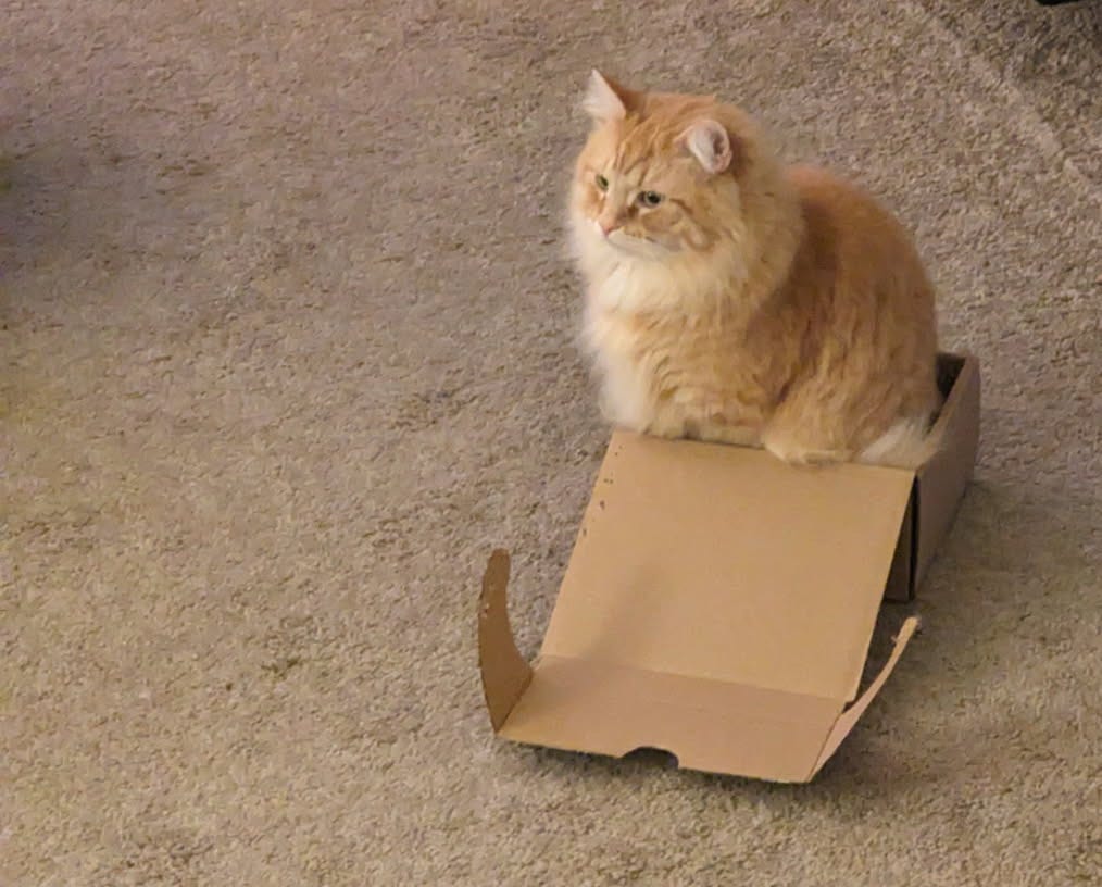 Scott (the cat) in a tiny box.