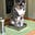 KittyCatKaia's avatar