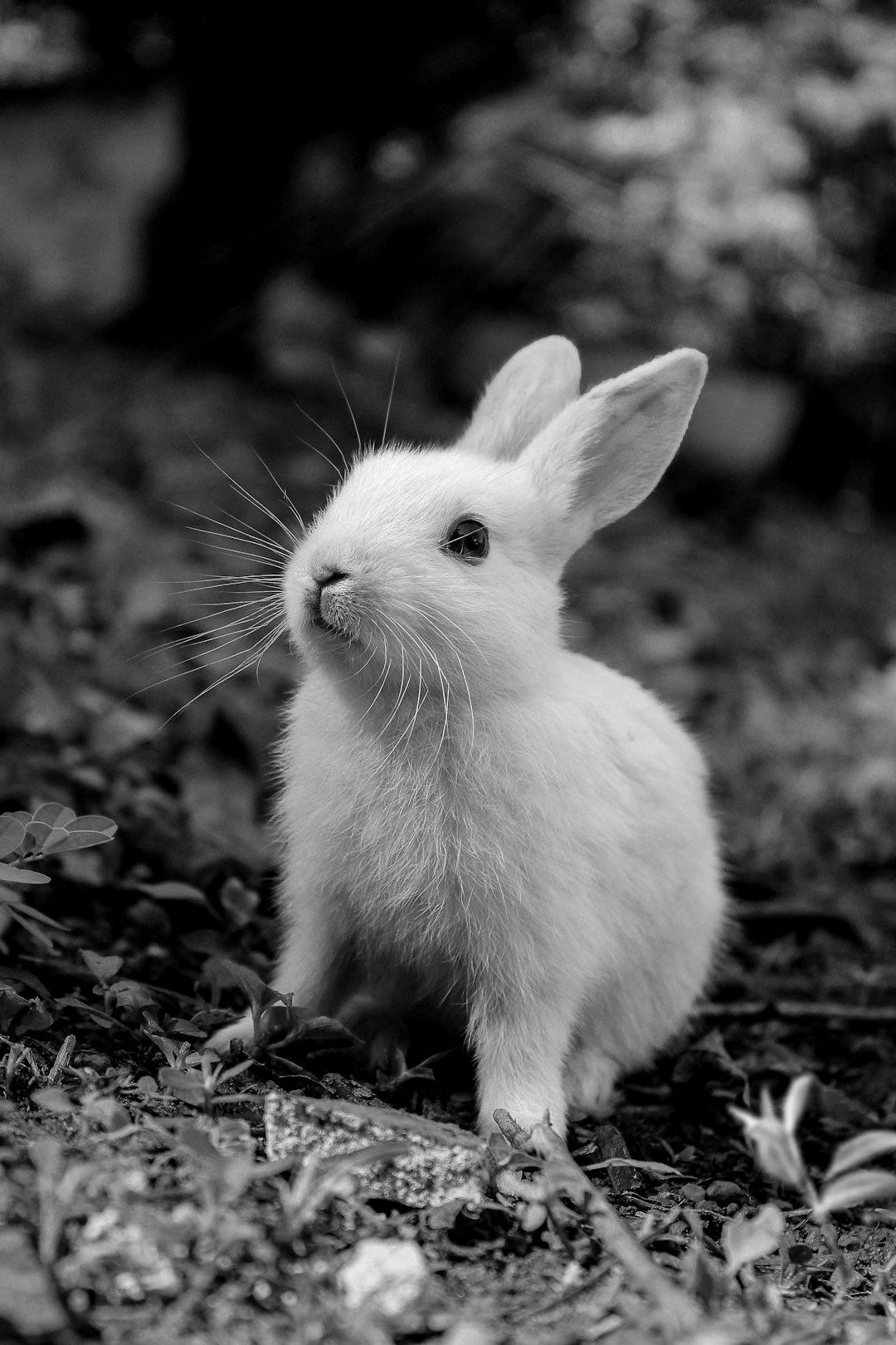 white rabbit on green grass white rabbit on green grass