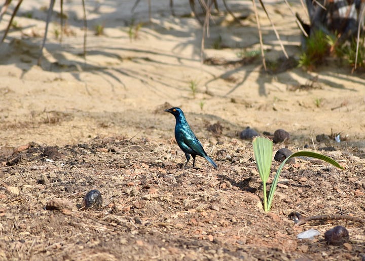 Blue waxbill and cape starling birds