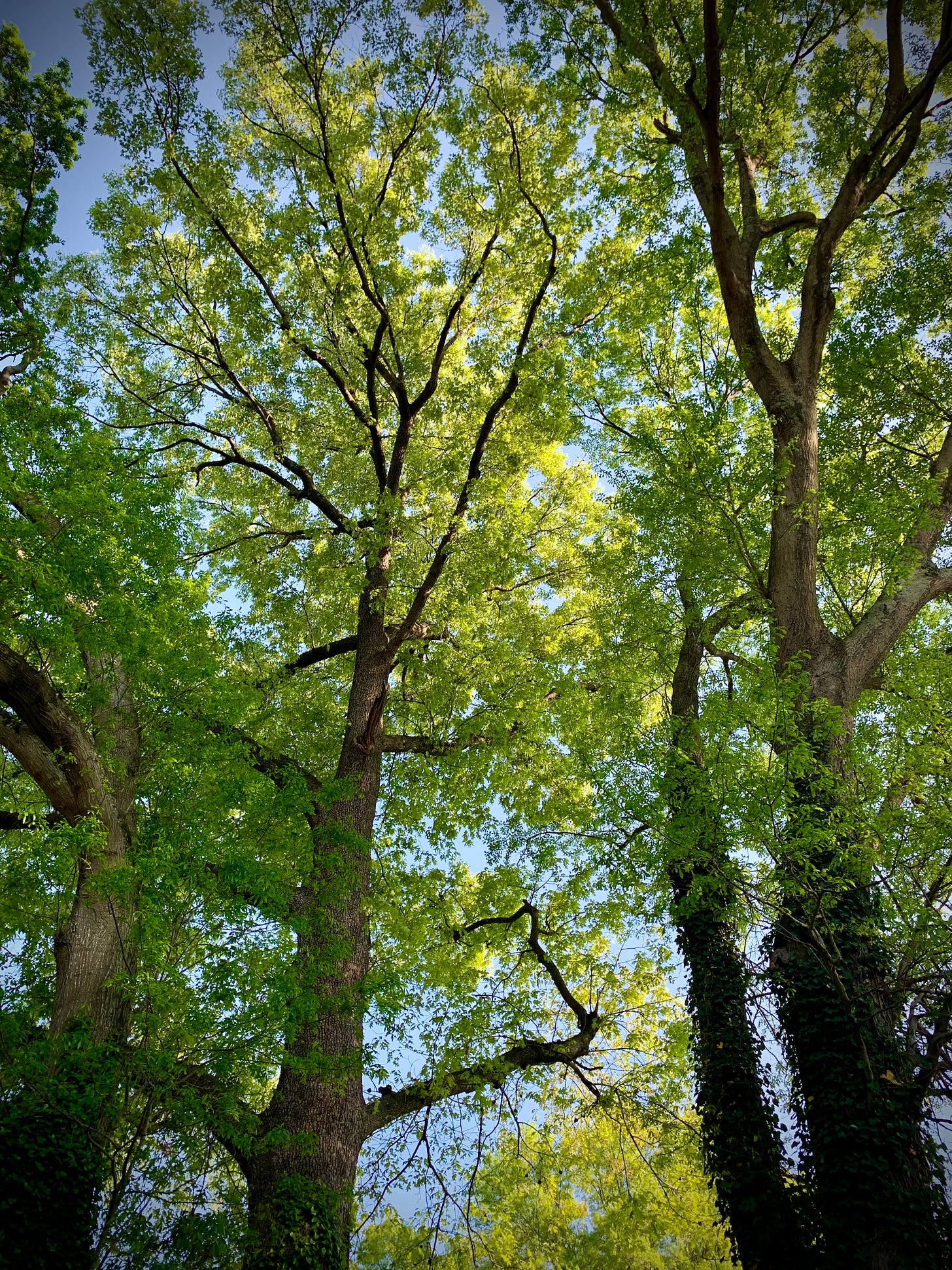 Old Trees - by Philip Himebook - Philip’s Substack