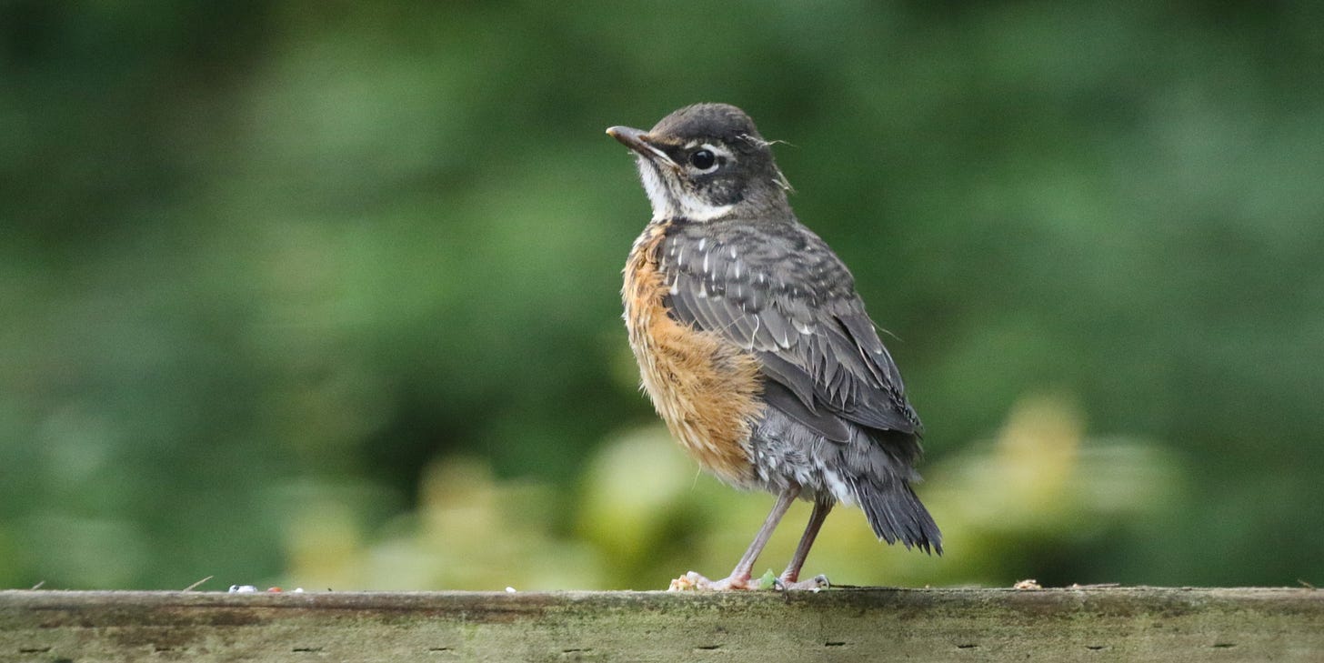 fledgling robin fledgling robin