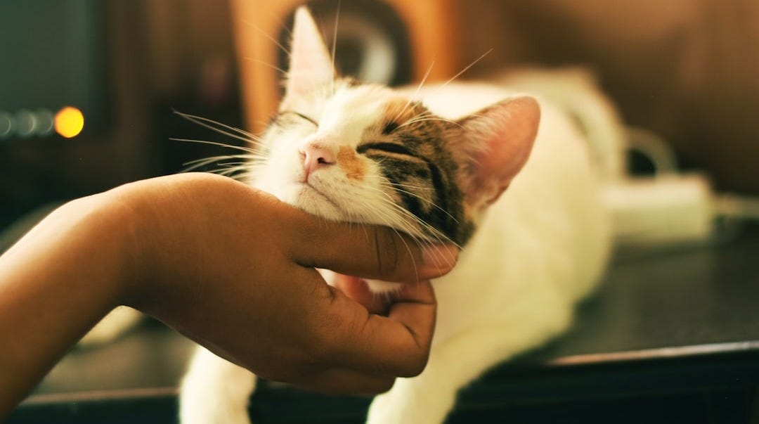 shallow focus photography of white and brown cat