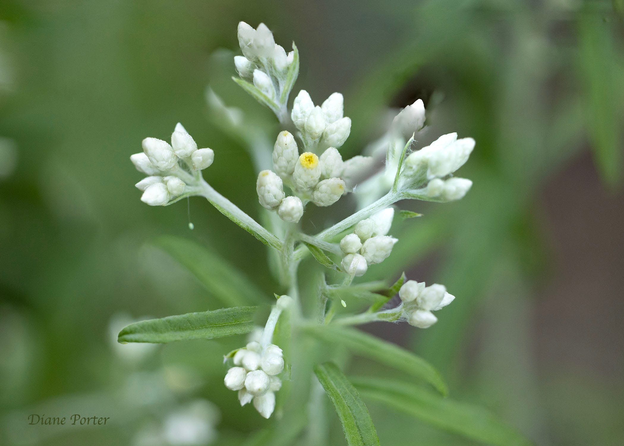 The Sweet Everlasting - by Diane Porter - My Gaia