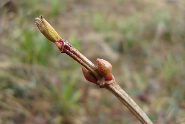 (a) Fat brown buds on a cramp bark twig (b) poster of buds