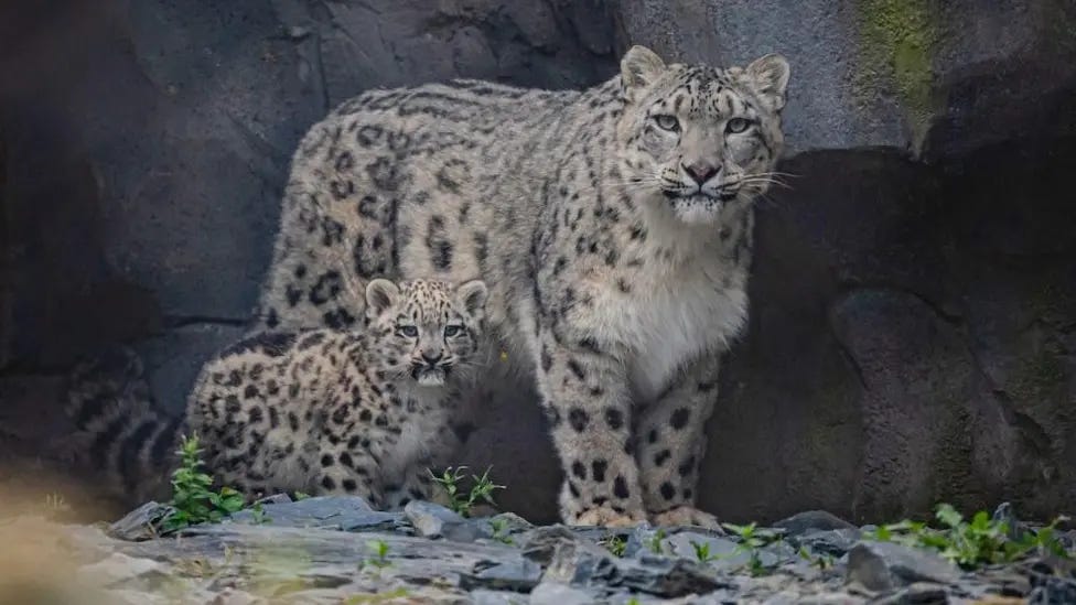 Mother snow leopard followed closely by cub, framed by rocky outcropping Mother snow leopard followed closely by cub, framed by rocky outcropping