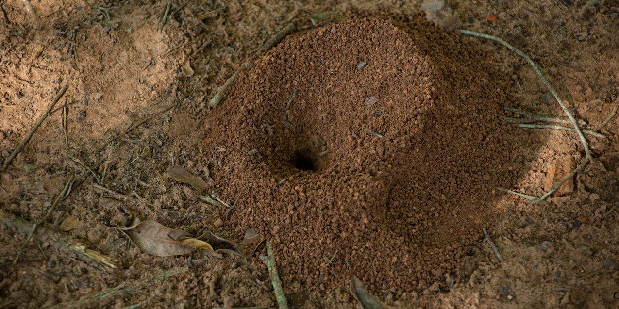 A brown antill