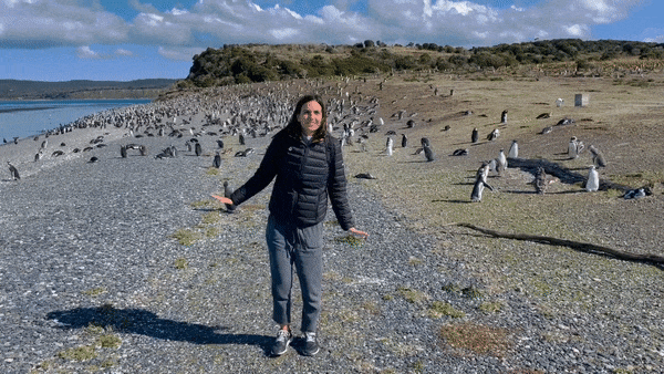 Community building pingüinil